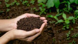 Tanah Kita Sudah Sakit Parah! Begini Cara Menyelamatkannya Sebelum Terlambat